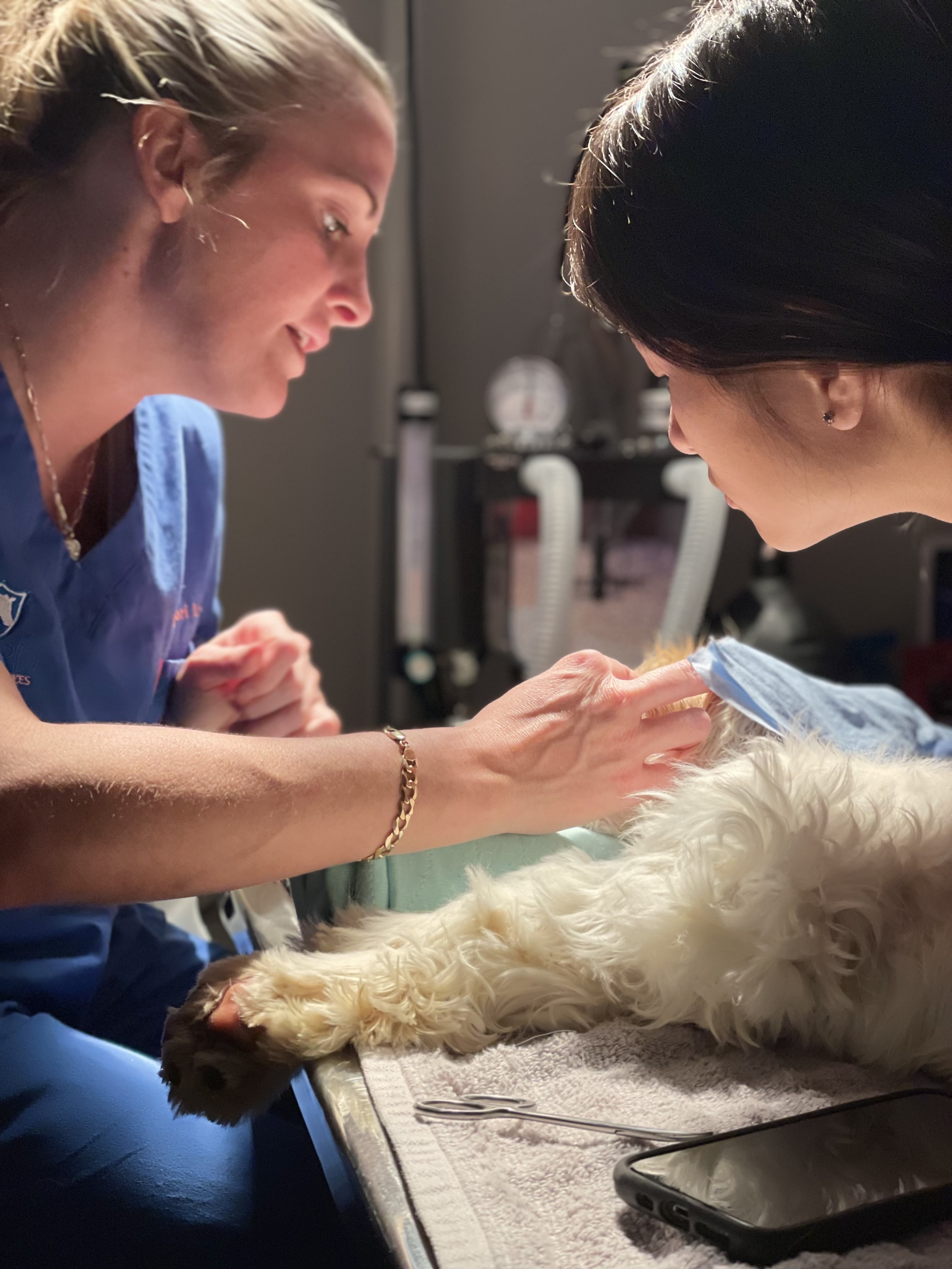 Veterinary soft tissue surgical procedure