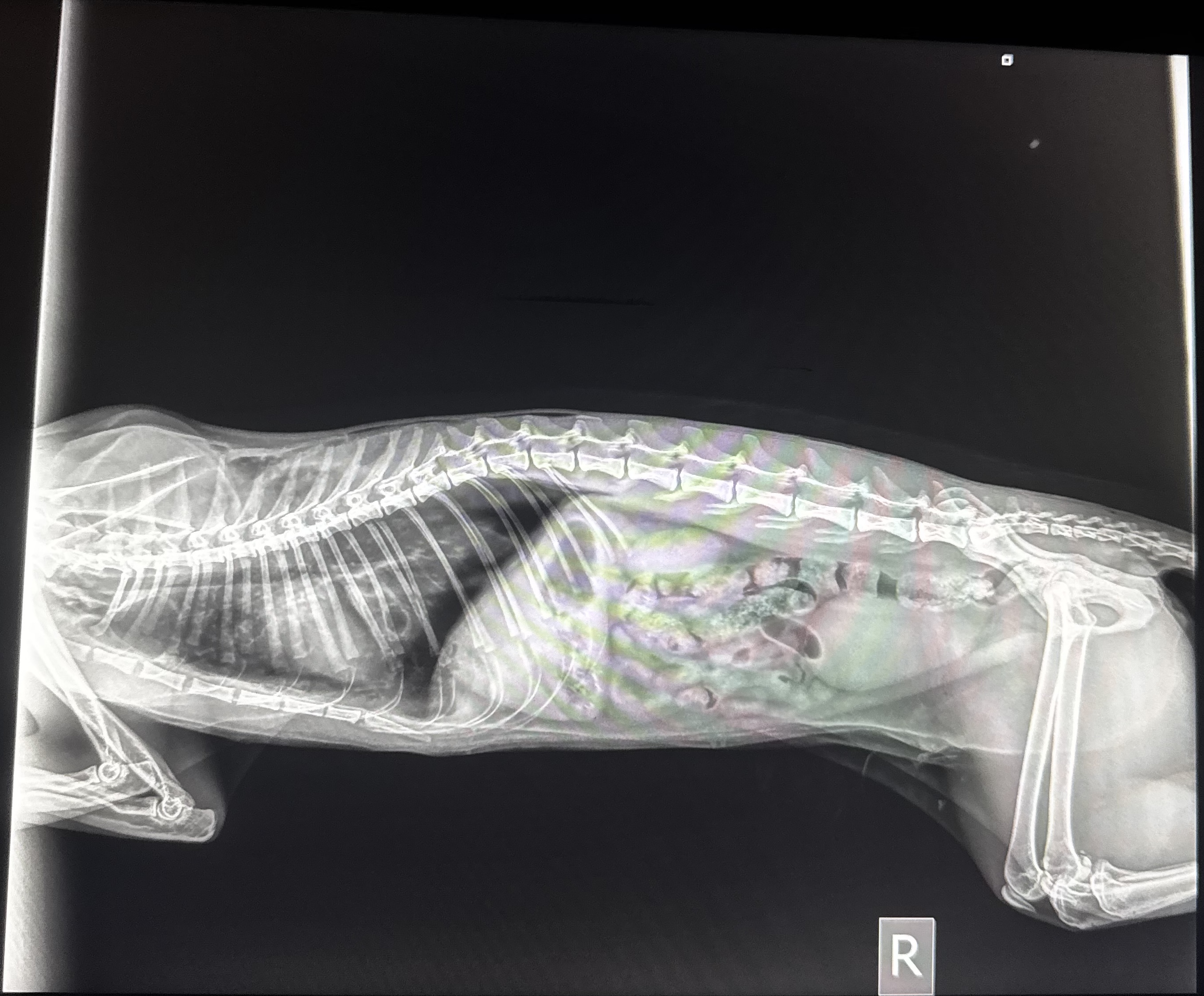 In-house advanced veterinary diagnostic lab equipment