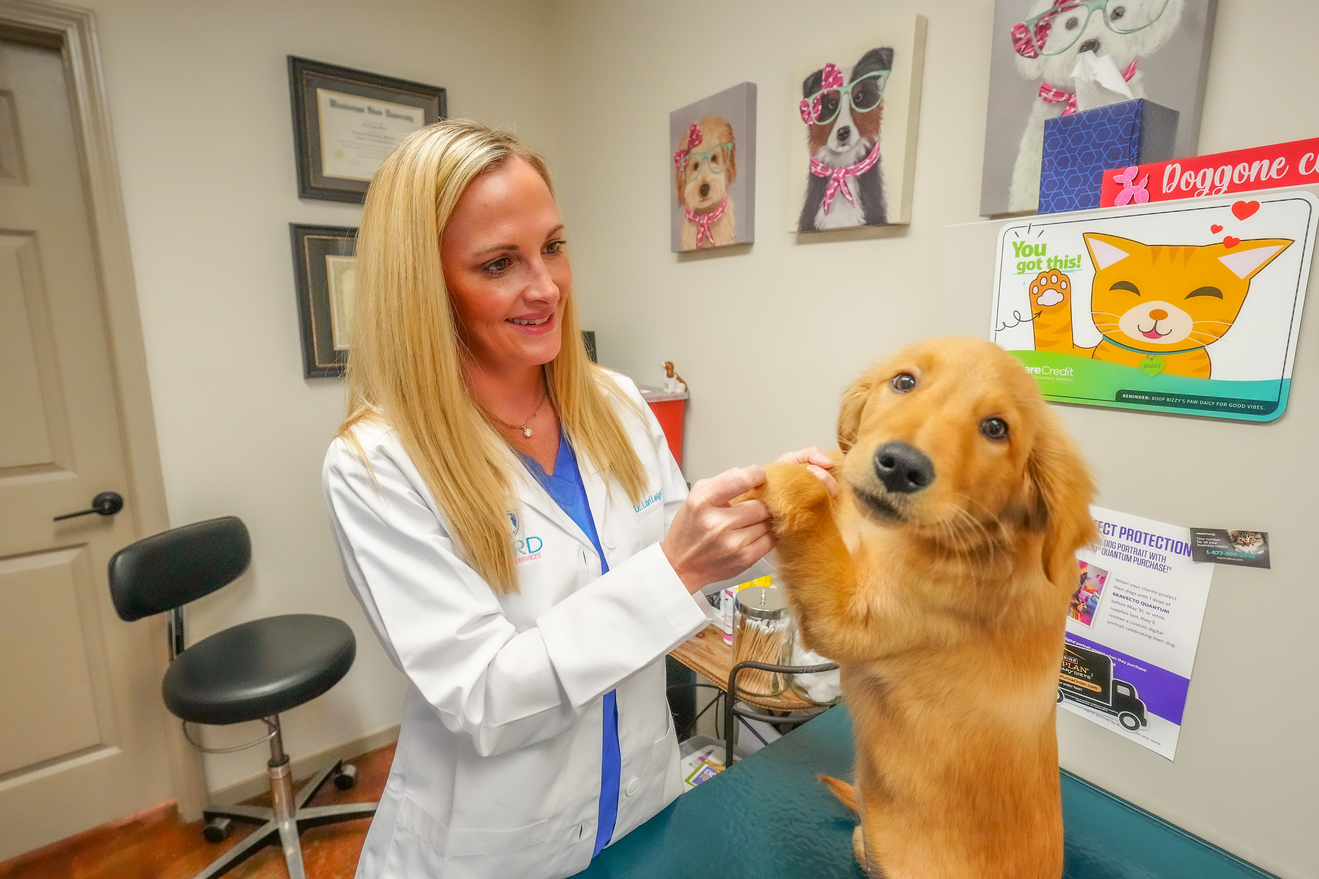 A small dog at Ward Veterinary Services for a wellness exam