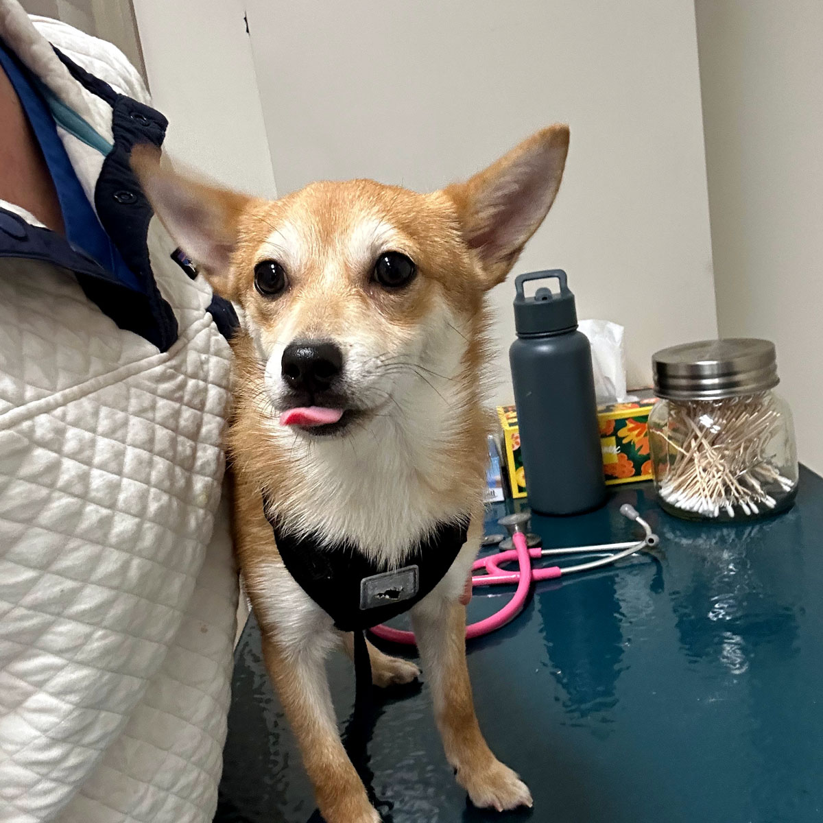 Veterinary professional with a patient — payment information