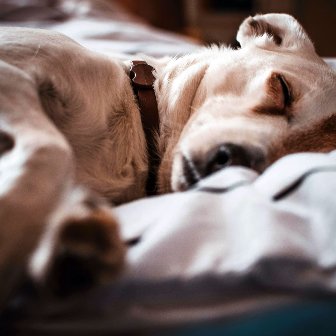Comforting support for senior pets during end-of-life care