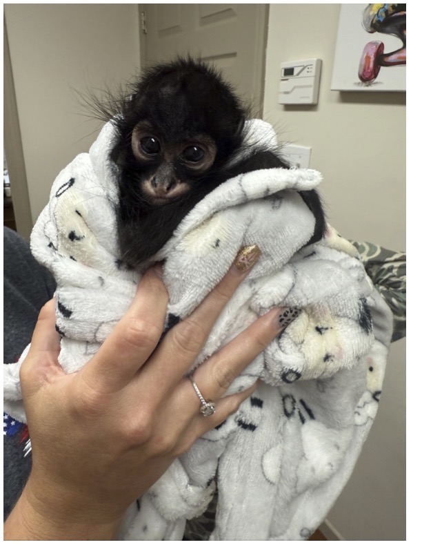 Exotic companion pet receiving veterinary care